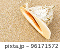 Conch shell on sand, big seashell on sea beach close-up 96171572