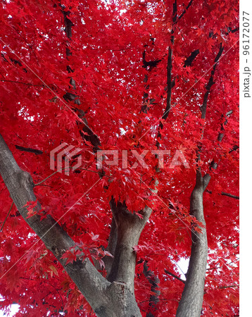 紅葉 木 植物 96172077
