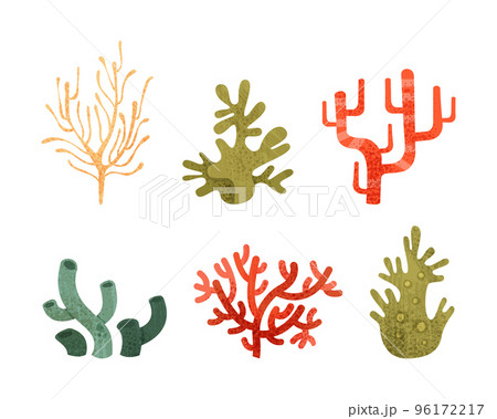 Colorful Coral as Marine Invertebrate from Ocean Bottom Vector Set 96172217