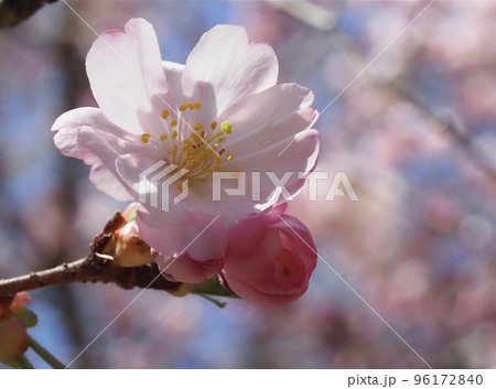 桜咲く 春のイメージ 桜咲く 春のイメージ 96172840
