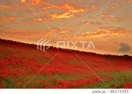 愛知県半田市岩滑西町　ごんぎつねゆかりのごんの秋まつり　矢勝川堤の彼岸花（曼珠沙華）群生 96173393