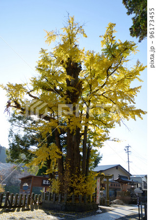 小国両神社・火宮御神木 96173455