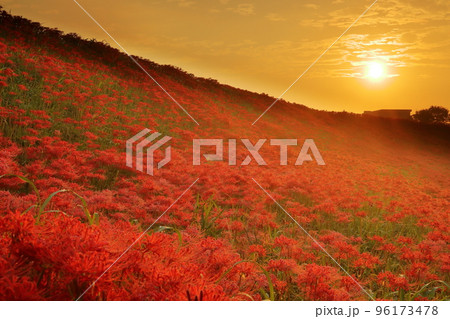 愛知県半田市岩滑西町 ごんぎつねゆかりのごんの秋まつり 朝焼けの矢勝川堤の彼岸花(曼珠沙華)群生 愛知県半田市岩滑西町 ごんぎつねゆかりのごんの秋まつり 朝焼けの矢勝川堤の彼岸花(曼珠沙華)群生 96173478