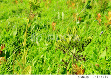 北海道紀行　サロベツ湿原　オロロンライン 96173515