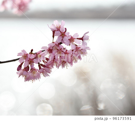 桜咲く　春のイメージ 96173591