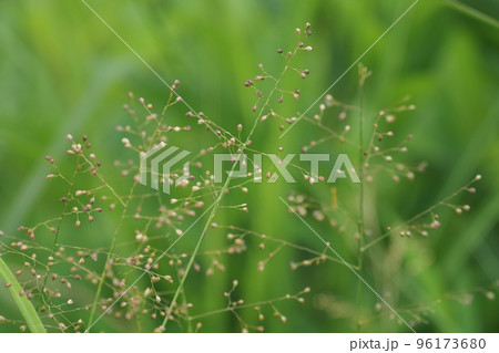 草のつぼみ 草のつぼみ 96173680