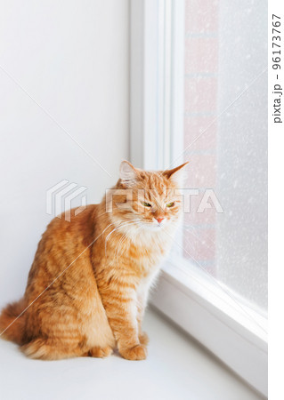 Ginger cat sits on windowsill. Fluffy pet at home while snow is falling outside. Good double-glazed windows  makes home warm and comfort. White background with copy space. 96173767