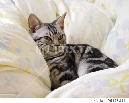 アメショー ごま 布団でくつろぐ子猫 96173811