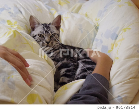 アメショー ごま 布団でくつろぐ子猫 アメショー ごま 布団でくつろぐ子猫 96173814