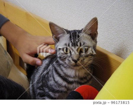 アメショー ごま ベットでくつろぐ子猫 アメショー ごま ベットでくつろぐ子猫 96173815