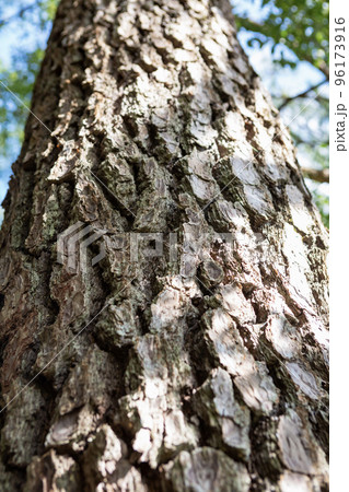 松の木の樹皮 96173916