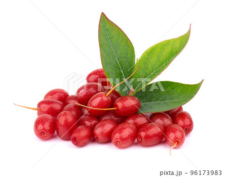 Elaeagnus multiflora isolated on white background. Cherry elaeagnus, cherry silverberry, goumi or gumi berry. Elaeagnus multiflora isolated on white background. Cherry elaeagnus, cherry silverberry, goumi or gumi berry. 96173983
