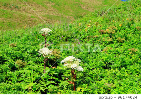 北海道紀行　スコトン岬の周辺地域　礼文島 96174024