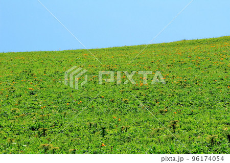 北海道紀行　スコトン岬の周辺地域　礼文島 96174054