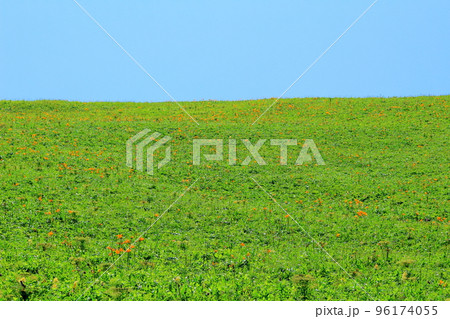 北海道紀行　スコトン岬の周辺地域　礼文島 96174055