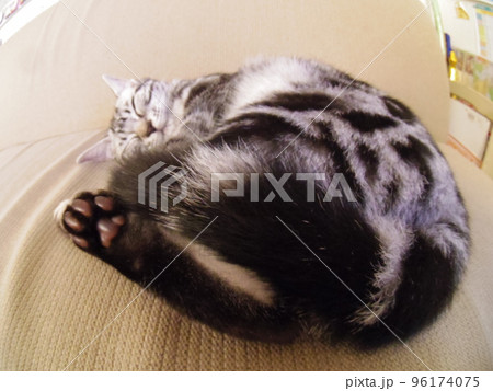 アメショー ごま 昼寝する子猫の肉球（魚眼） 96174075
