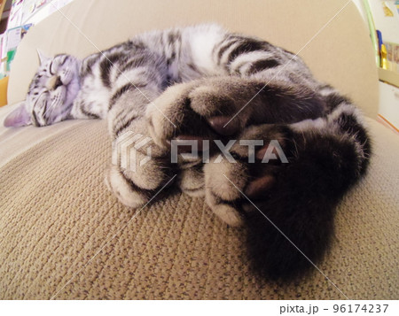 アメショー ごま 昼寝する子猫の肉球(魚眼) アメショー ごま 昼寝する子猫の肉球(魚眼) 96174237