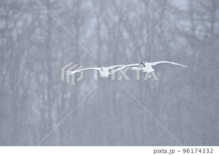 雪の降る雪原に飛来するタンチョウの群れ（北海道・鶴居） 96174332