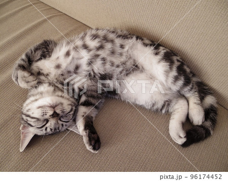 アメショー ごま お腹まる出しで昼寝する子猫(魚眼) アメショー ごま お腹まる出しで昼寝する子猫(魚眼) 96174452