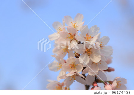桜　ソメイヨシノ 96174453