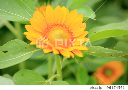 ヒマワリの花 ヒマワリの花 96174561