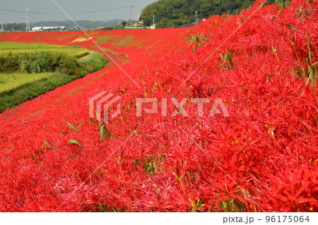 愛知県半田市岩滑西町 ごんぎつねゆかりのごんの秋まつり 矢勝川堤の彼岸花(曼珠沙華)群生 愛知県半田市岩滑西町 ごんぎつねゆかりのごんの秋まつり 矢勝川堤の彼岸花(曼珠沙華)群生 96175064