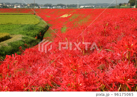 愛知県半田市岩滑西町 ごんぎつねゆかりのごんの秋まつり 矢勝川堤の彼岸花(曼珠沙華)群生 愛知県半田市岩滑西町 ごんぎつねゆかりのごんの秋まつり 矢勝川堤の彼岸花(曼珠沙華)群生 96175065