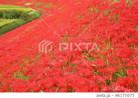 愛知県半田市岩滑西町　ごんぎつねゆかりのごんの秋まつり　矢勝川堤の彼岸花（曼珠沙華）群生 96175075