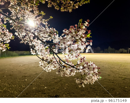 夜桜～グランドのナイター照明と桜の花～ 96175149