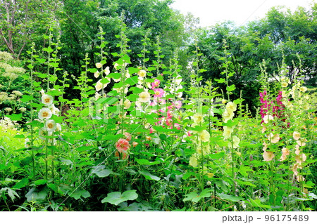 北海道紀行 7月の上野ファーム 午前のガーデン 北海道紀行 7月の上野ファーム 午前のガーデン 96175489