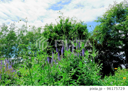 北海道紀行 7月の上野ファーム 午前のガーデン 北海道紀行 7月の上野ファーム 午前のガーデン 96175729