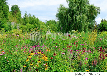 北海道紀行 7月の上野ファーム 午前のガーデン 北海道紀行 7月の上野ファーム 午前のガーデン 96175788