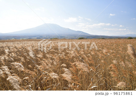 晩秋の北海道森町で茅野原と砂原岳の風景を撮影 晩秋の北海道森町で茅野原と砂原岳の風景を撮影 96175861