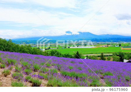 北海道紀行　7月のファーム富田　午前のガーデン 96175960