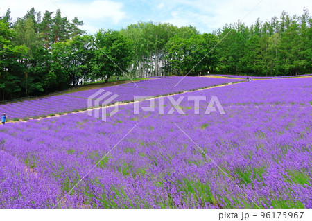 北海道紀行　7月のファーム富田　午前のガーデン 96175967