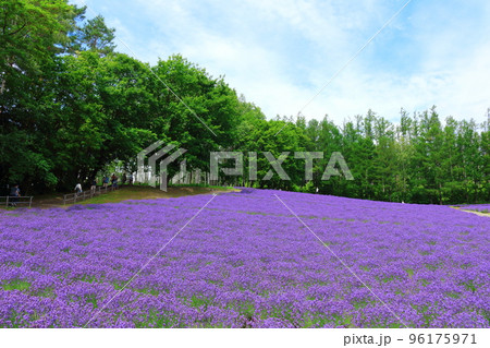 北海道紀行　7月のファーム富田　午前のガーデン 96175971