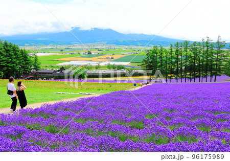 北海道紀行 7月のファーム富田 午前のガーデン 北海道紀行 7月のファーム富田 午前のガーデン 96175989