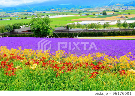 北海道紀行　7月のファーム富田　午前のガーデン 96176001