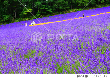 北海道紀行　7月のファーム富田　午前のガーデン 96176015