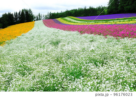 北海道紀行　7月のファーム富田　午前のガーデン 96176023