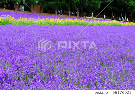 北海道紀行　7月のファーム富田　午前のガーデン 96176025