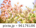 もみじの紅葉 96176186