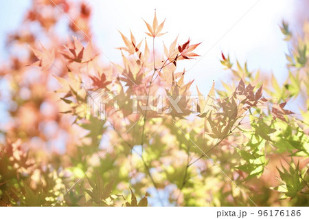 もみじの紅葉 96176186
