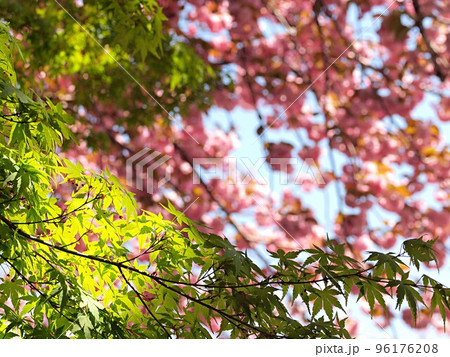 豊田市猿投運動公園の八重桜の花 96176208