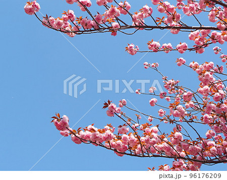 青空と八重桜の花 96176209
