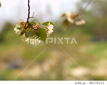 昭和の森の八重桜の花 96176212