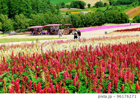 北海道紀行　7月の四季彩の丘 96176271