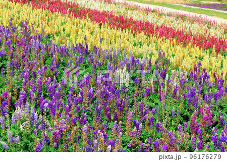 北海道紀行　7月の四季彩の丘 96176279