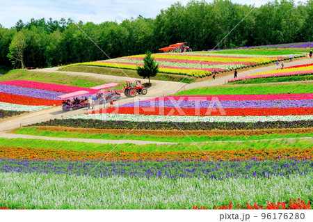 北海道紀行　7月の四季彩の丘 96176280