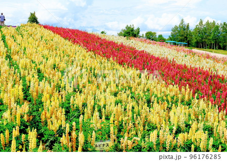 北海道紀行　7月の四季彩の丘 96176285